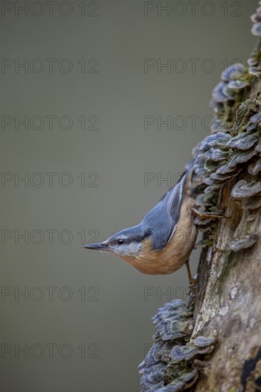 The nuthatch (Sitta europaea) searches upside down for food between butterfly stalks, tree fungi, attentive, Germany