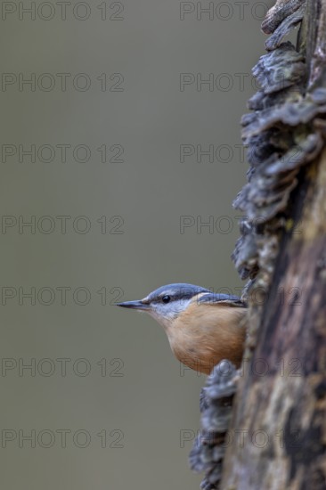 Cautious nuthatch (Sitta europaea) looks out from behind a tree, Tree fungi, attentive, Germany, Tree fungi, attentive, Germany
