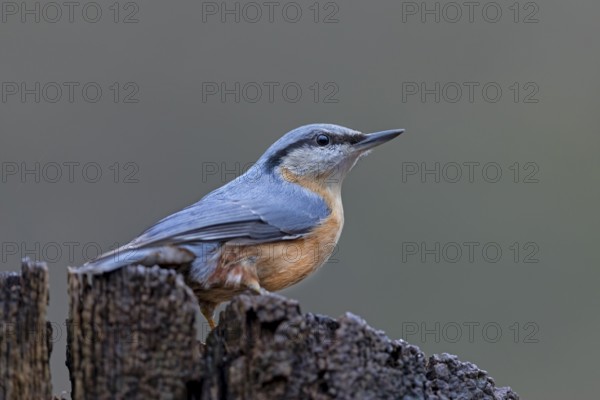 A nuthatch (Sitta europaea) in late winter, Germany