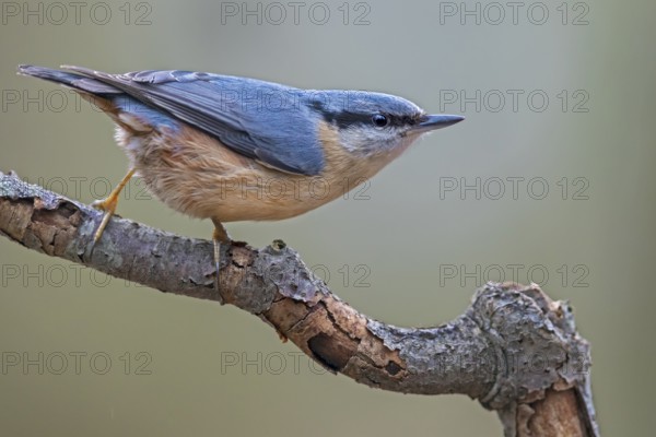 If something attracts the attention of the nuthatch (Sitta europaea), it remains motionless and observes its surroundings, attentive, Germany