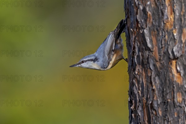 Scandinavian subspecies of nuthatch (Sitta europaea) with the typical white breast plumage, Sweden