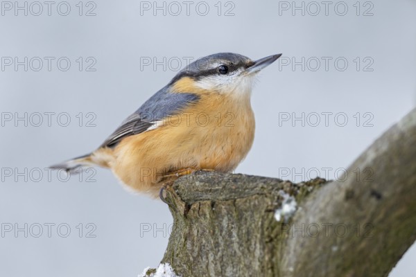 Nuthatch (Sitta europaea) resting on a copper beech, Germany