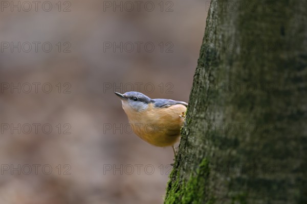 Nuthatch (Sitta europaea) foraging on the trunk of a copper beech, attentive, Germany
