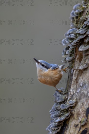 A woodpecker has landed on the tree opposite and is now being watched suspiciously by the nuthatch (Sitta europaea), tree fungi, attentive, Germany
