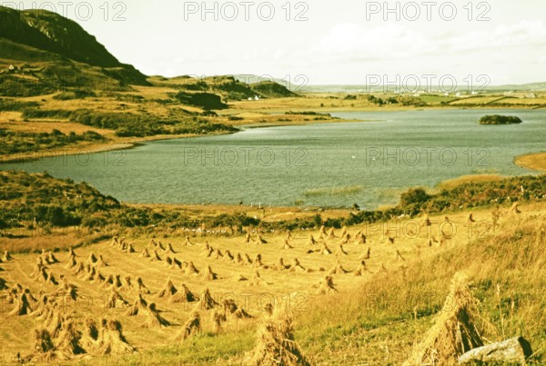 Traditional faming landscape with stooks haystacks, Lough Sessiagh Lake, near Portnablagh, County Donegal, Ireland 1960s