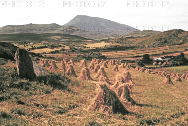 Traditional faming landscape with stooks haystacks, near Portnablagh, County Donegal, Ireland 1960s