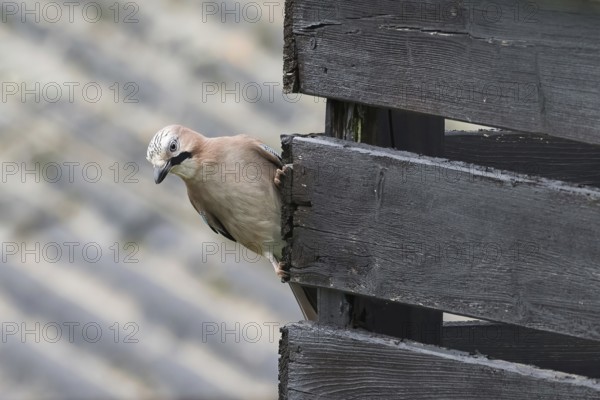 A jay (Garrulus glandarius) peers curiously from behind a wooden stick and observes the surroundings, Hesse, Germany