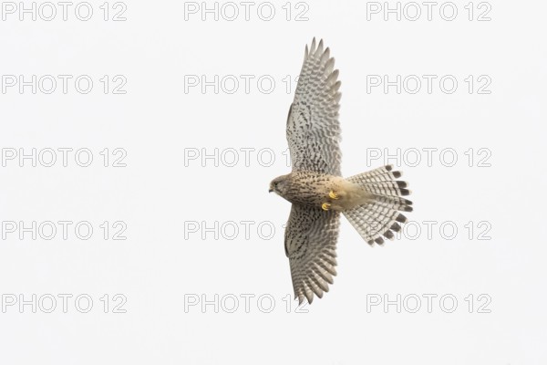 Kestrel (Falco tinnunculus) in flight with outstretched wings against a bright sky, Hesse, Germany