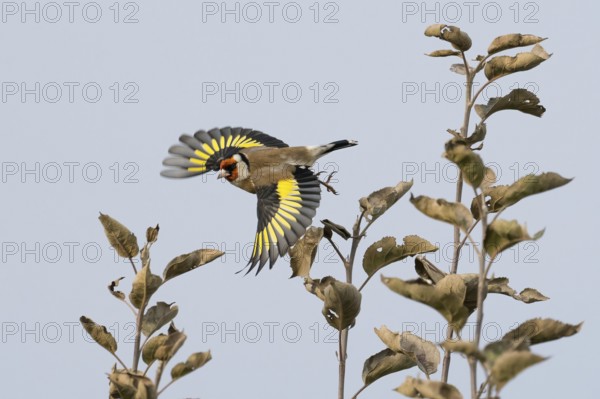Goldfinch (Carduelis carduelis) with outstretched wings flying between bare branches against a bright sky, Hesse, Germany
