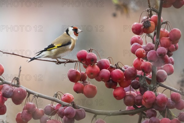 A goldfinch (Carduelis carduelis) sitting on a branch full of ripe, red berries, Hesse, Germany