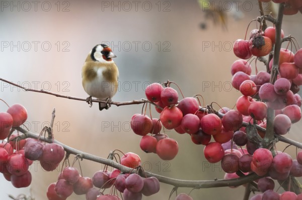 A goldfinch (Carduelis carduelis) sitting on a branch next to densely grown red berries against a blurred background, Hesse, Germany