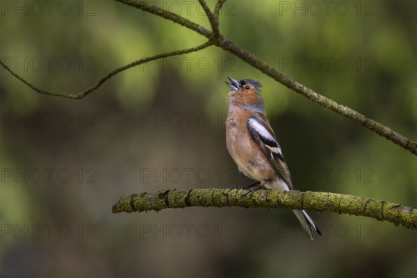 The raised head feathers signal maximum excitement in the male chaffinch (Fringilla coelebs), breeding plumage, territory, territorial song, Denmark