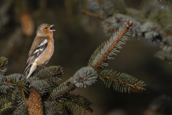 As early as March, the male chaffinch (Fringilla coelebs) occupies its territory and performs its song, breeding dress, territory, territorial song, Denmark