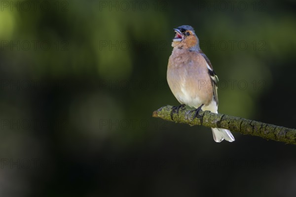 From mid-June, the singing activity of male chaffinches (Fringilla coelebs) decreases noticeably, breeding plumage, territory, territorial song, Denmark