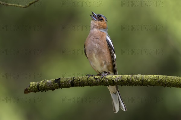Chaffinch (Fringilla coelebs) Males are persistent singers, breeding dress, territory, territorial song, Denmark