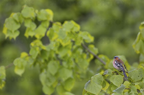 The fresh, bright green of the lime tree leaves forms a beautiful contrast to the plumage of the male chaffinch (Fringilla coelebs), breeding plumage, lime tree, Germany