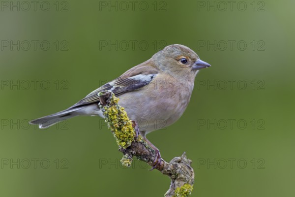 A male chaffinch (Fringilla coelebs) that hatched a few weeks ago, its plumage slowly colouring through, juvenile plumage, resting plumage, perch, Germany
