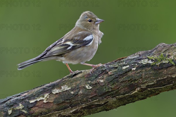 Chaffinch (Fringilla coelebs) female on an oak branch, perch, Germany