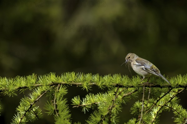 The female chaffinch (Fringilla coelebs) eagerly collects nesting material for nest building, nest material, Denmark