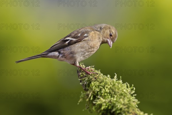 Chaffinch (Fringilla coelebs) female in summer, perch, Germany