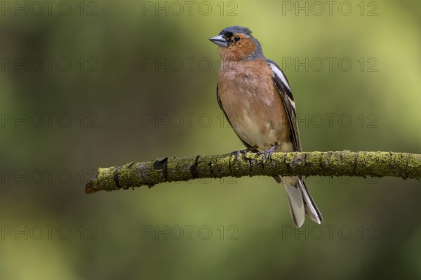 This male chaffinch (Fringilla coelebs) has already lost some head feathers in a territorial fight, breeding plumage, territory, Denmark