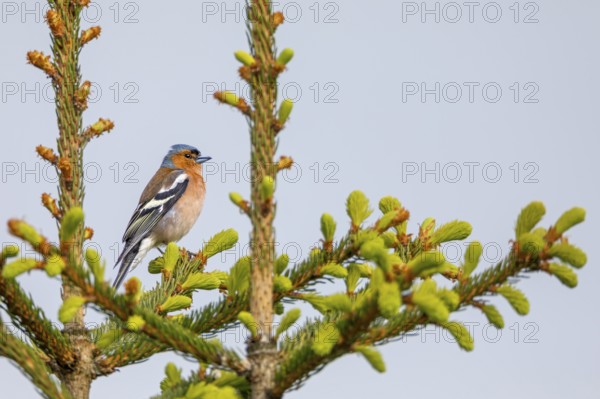 Chaffinch (Fringilla coelebs) Male sitting in the crown of a spruce, breeding plumage, territory, Germany