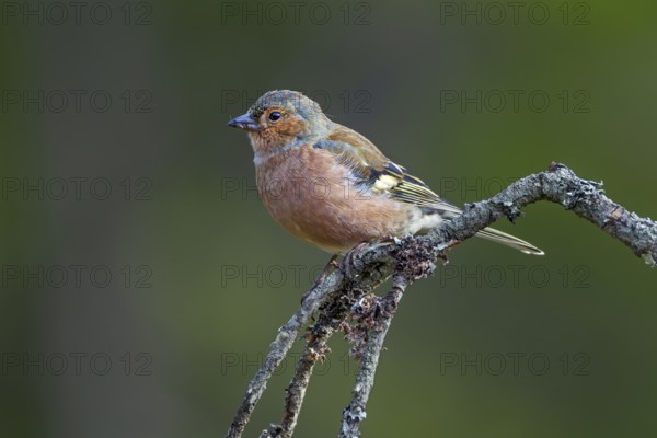 A male chaffinch (Fringilla coelebs) in resting plumage, which is much duller than the breeding plumage, perch, Sweden