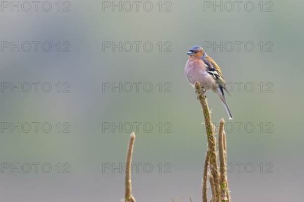 Chaffinch (Fringilla coelebs) male resting on his singing perch, breeding plumage, territory, Germany