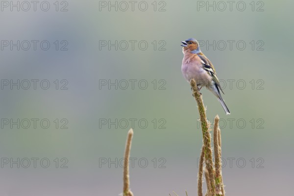 Chaffinch (Fringilla coelebs) male in breeding plumage on a singing platform, breeding plumage, territory, territorial song, Germany