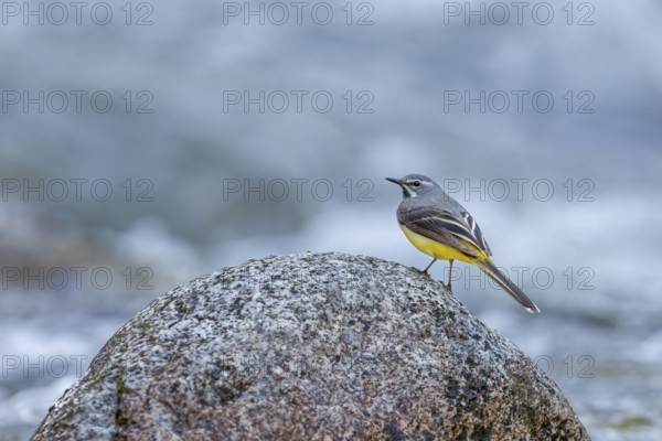 Grey wagtail (Motacilla cinerea) Male at the river Bela in the High Tatras, mountain river, white water, Slovakia