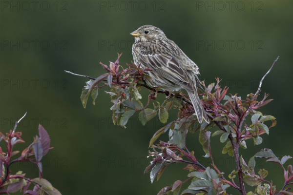Corn bunting (Emberiza calandra) sits on its perch in a hedge and observes what is happening in its territory, perch, breeding area, Denmark