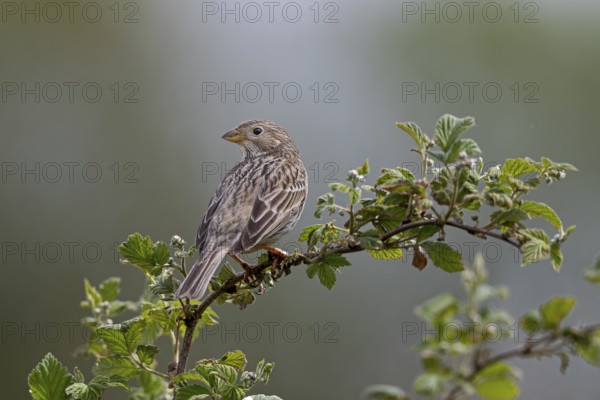 In the meantime, grey buntings (Emberiza calandra) can be regularly observed in the north of Germany and in Denmark, singing station, perching station, breeding area, territory, Denmark