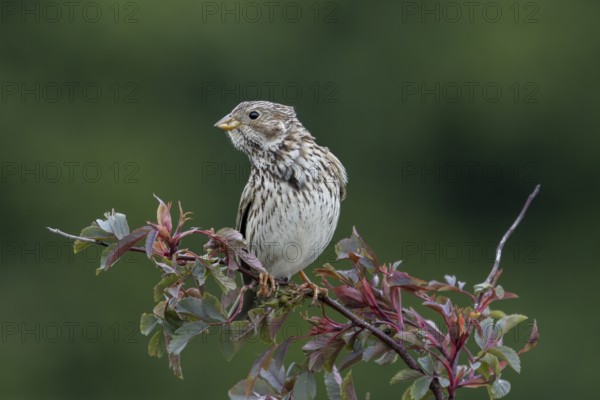 Corn bunting (Emberiza calandra) on its perch in a hedge, perch, breeding area, territory, Denmark
