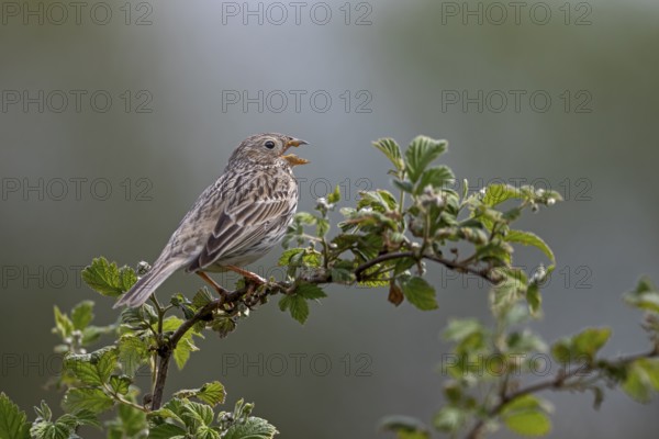 Corn bunting (Emberiza calandra) male on a singing platform, perch, breeding area, territory, territorial song, Denmark