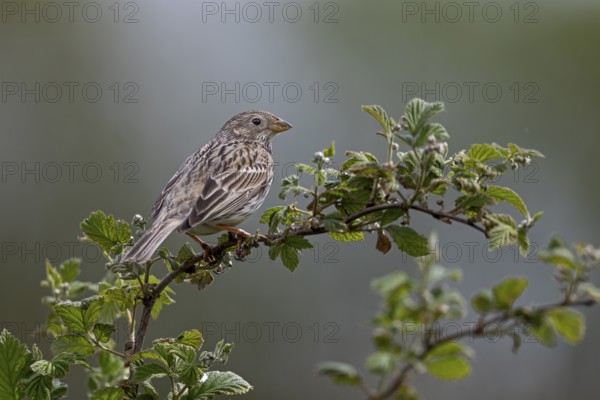 The corn bunting (Emberiza calandra) is a migratory bird that returns from its wintering grounds in early spring