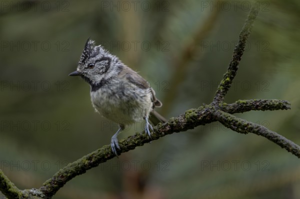 A fledged crested tit (Lophophanes cristatus) foraging in the branches of a pine tree, young bird, Denmark