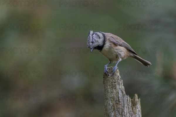 Curious, the crested tit (Lophophanes scalloped ribbonfish) observes something on the forest floor and a short time later moves on with a troop of tits through the pine forest, perch, Denmark