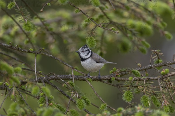 The crested tit (Lophophanes scalloped ribbonfish) forages for food in the branches of a spruce tree, Denmark