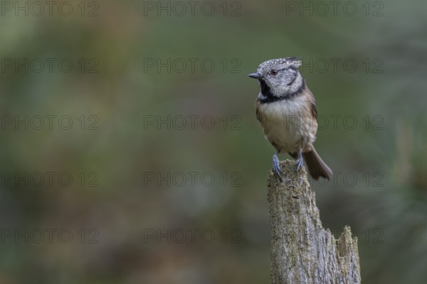 The crested tit (Lophophanes Scalloped ribbonfish) likes to perch on free-standing, broken-off tips of tree trunks, perches, Denmark