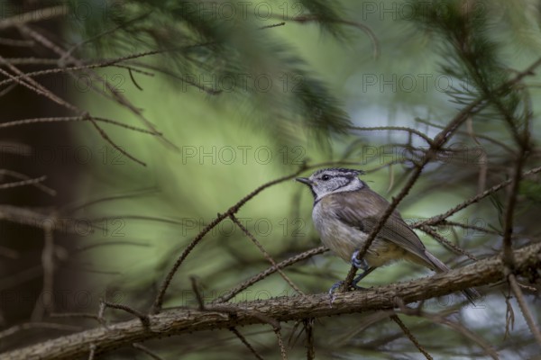 A fledgling crested tit (Lophophanes scalloped ribbonfish) finds shelter from predators in the dense branches of a spruce tree, Slovakia