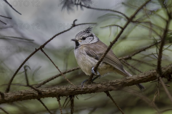 A fledged juvenile crested tit (Lophophanes cristatus) in the High Tatras, Slovakia