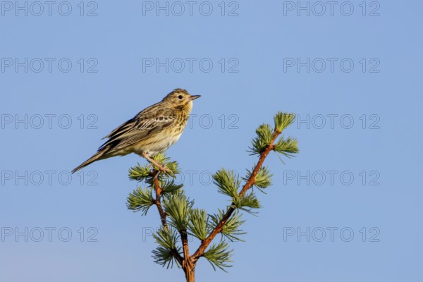 A tree pipit (Anthus trivialis) sits in the morning light on its singing platform, territory, territorial song, breeding area, Denmark