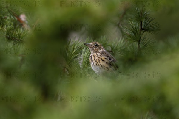 Having fledged only a few days ago, the young tree pipit (Anthus trivialis) is easy prey for predators, young bird, Denmark