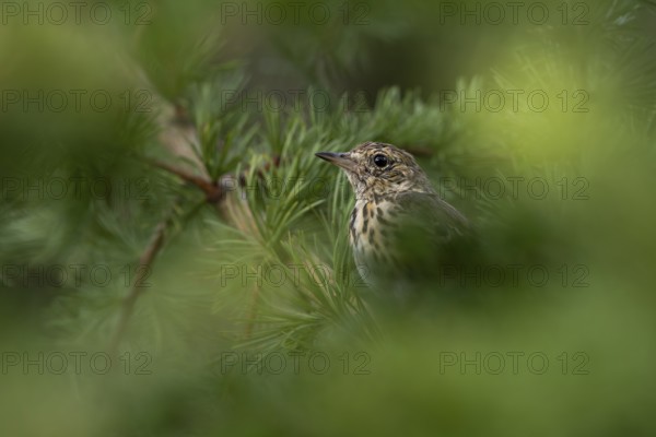 A tree pipit (Anthus trivialis), young bird, Denmark, which fledged a few days ago, is waiting well hidden