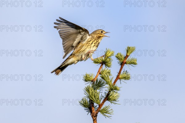 Male tree pipits (Anthus trivialis) perform a distinctive courtship flight, taking off from a tree, rising into the sky and then beginning their descent with stiff wings, singing station, territory, territorial song, breeding area, Denmark