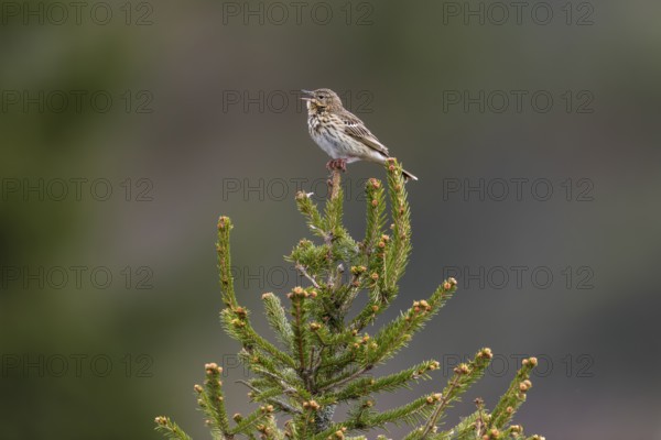 Due to the milder winters, this tree pipit (Anthus trivialis) has already returned to its breeding area in March, song station, territory, territorial song, breeding area, Denmark