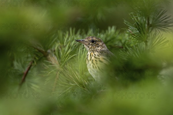A young tree pipit (Anthus trivialis), fledged a few days ago, sits well hidden between the branches of a larch tree, Denmark