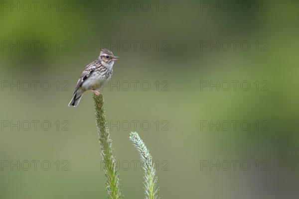 Tree pipits (Anthus trivialis) like to sit on exposed places such as tree tops to start their song flight from here, song warden, territory, territorial song, breeding area, Germany