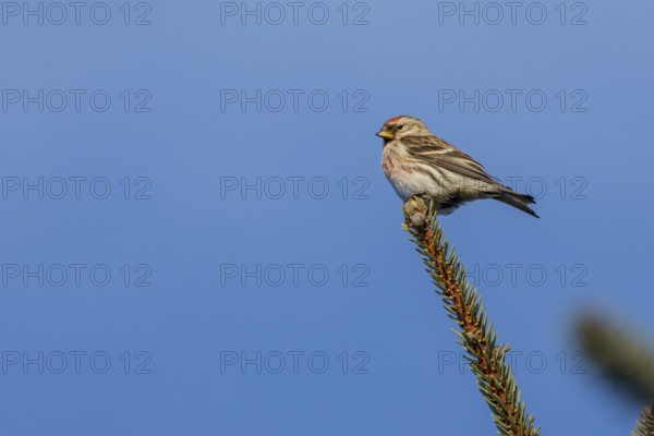 A male redpoll (Carduelis flammea) on a spruce branch, Denmark