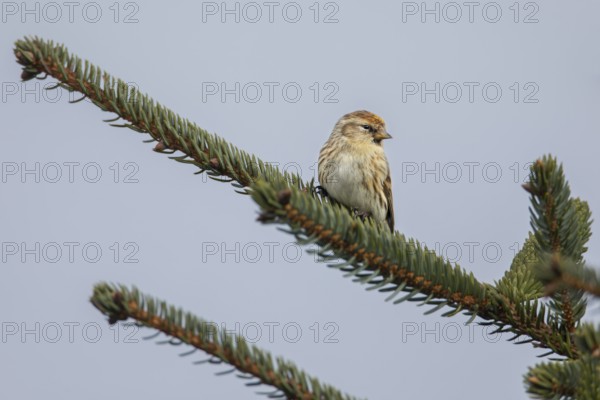 A redpoll (Carduelis flammea) near the Danish North Sea coast, an observation that pleasantly surprised me, Denmark